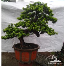 Lohansung Cincuan (Podocarpus sp)